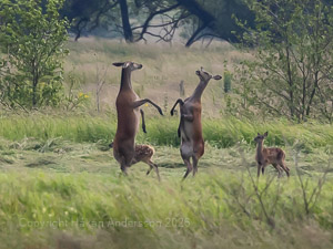 doe fight